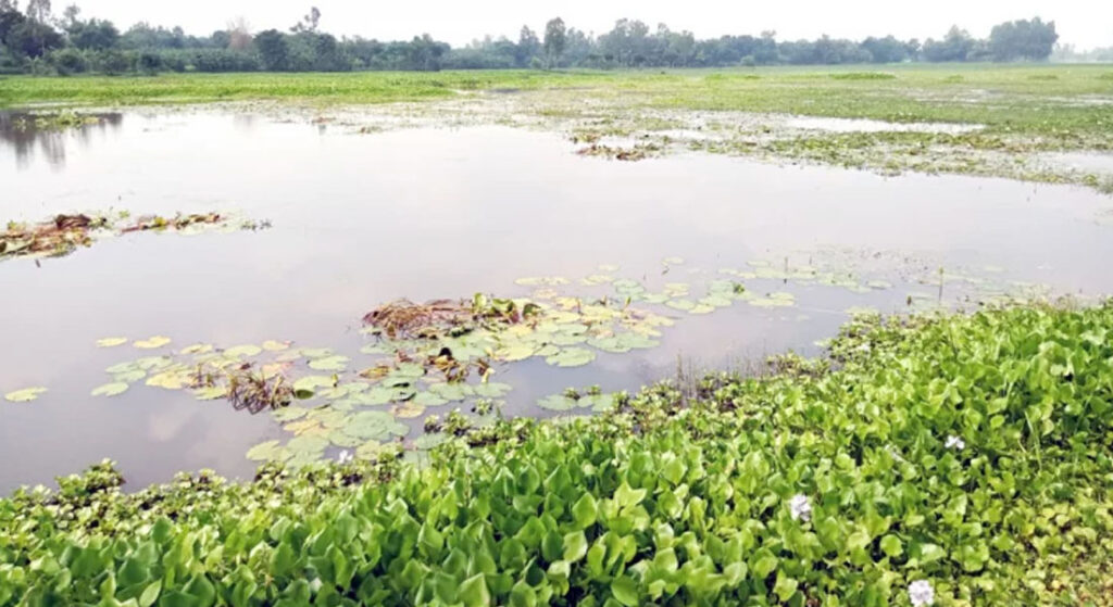 ফুলবাড়ীতে ১৫০০ বিঘা জমিতে জলাবদ্ধতা, বছরে ক্ষতি সাড়ে ৭ কোটি টাকা