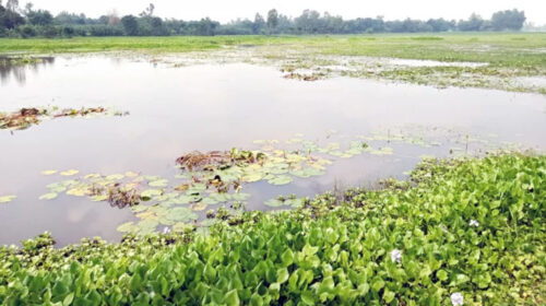 ফুলবাড়ীতে ১৫০০ বিঘা জমিতে জলাবদ্ধতা, বছরে ক্ষতি সাড়ে ৭ কোটি টাকা